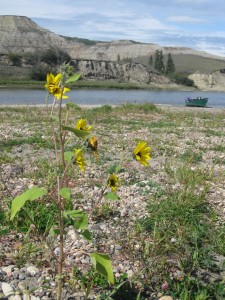 Red Deer River